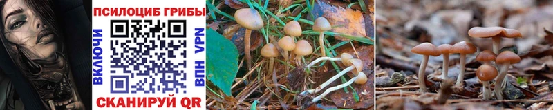Псилоцибиновые грибы Psilocybine cubensis Заозёрск